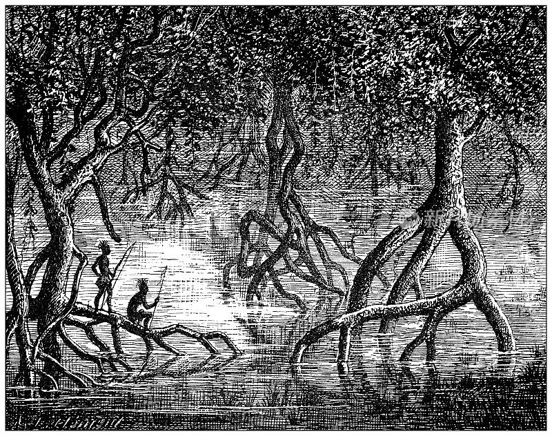 古董插图:红树林