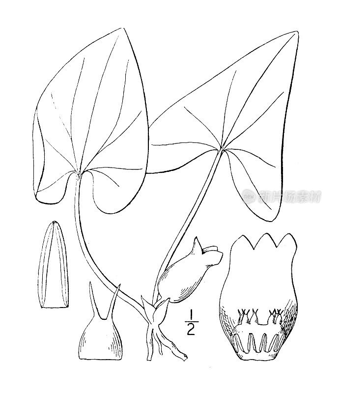 古植物学植物插图:细辛、戟叶细辛