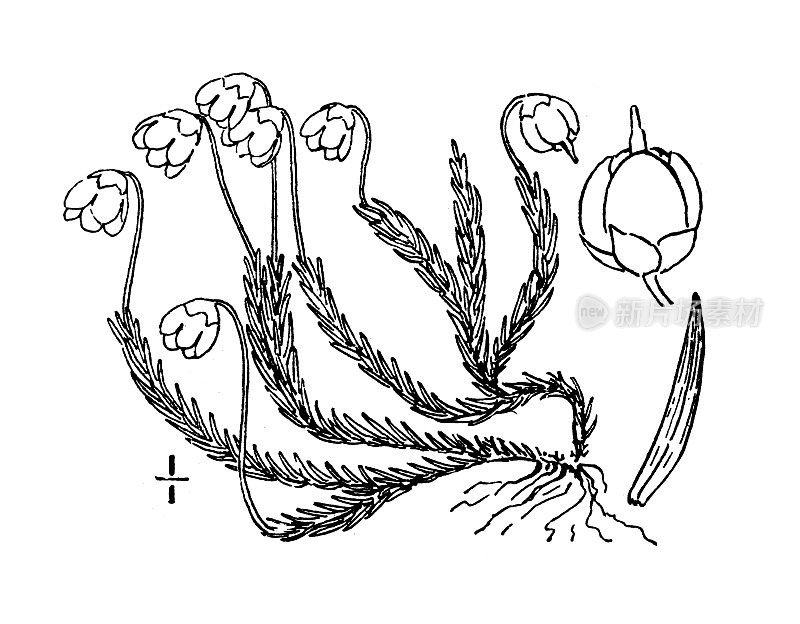 古植物学植物插图:仙后座果、苔藓植物、仙后座果