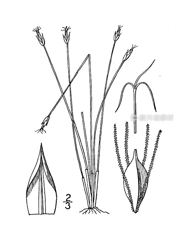 古植物学植物插图:少花三棱藨草，几花俱乐部rush