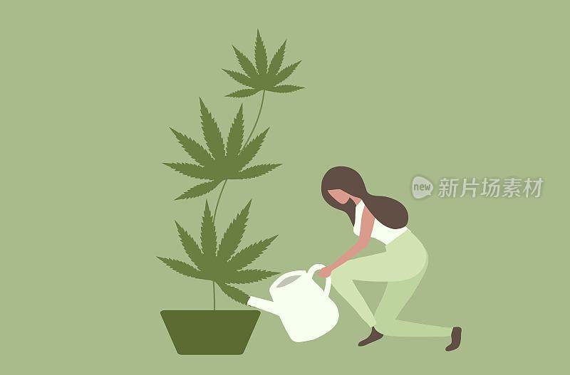 妇女浇水大麻植物，大麻，大麻叶医疗用途矢量插图