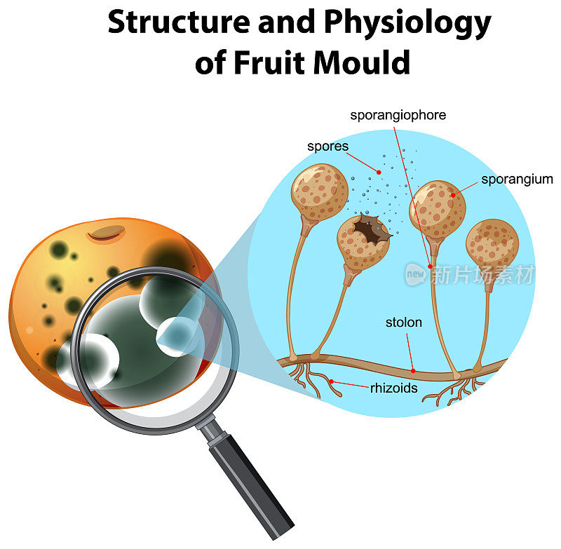 柑桔霉菌的结构与生理
