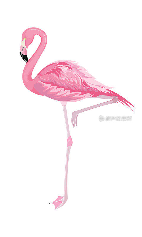 抬腿的粉色火烈鸟