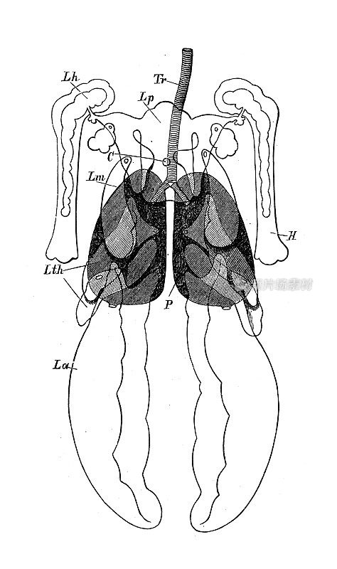 古代生物动物学图像:鸽子呼吸系统