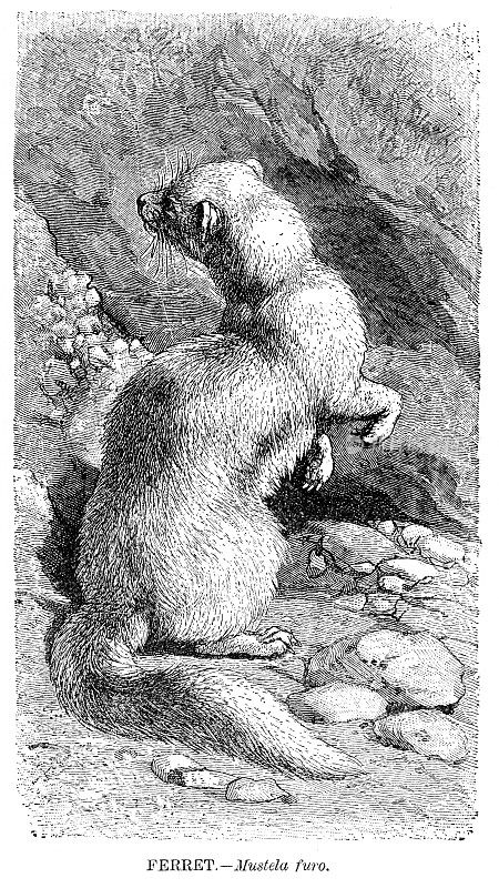 雪貂雕刻插图1892年