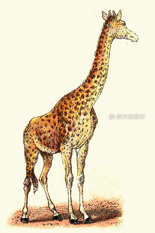 长颈鹿，19世纪的野生动物艺术品