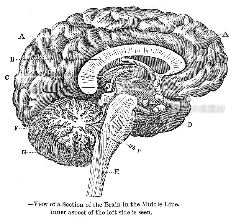 1881年中线解剖版画中的脑切片图