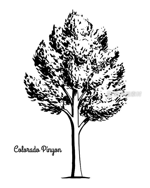 素描树插图科罗拉多松