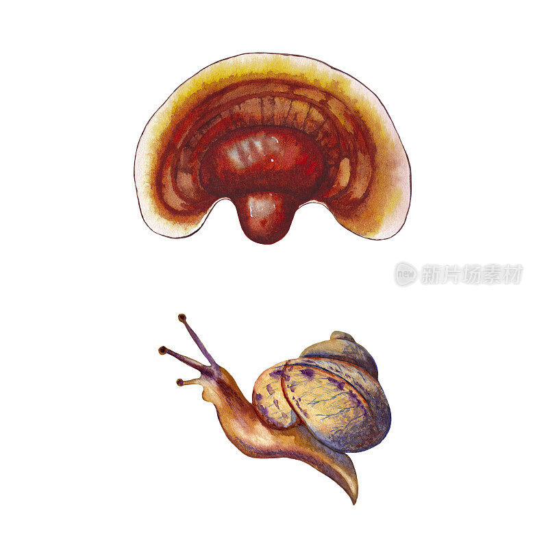 灵芝蘑菇和蜗牛。