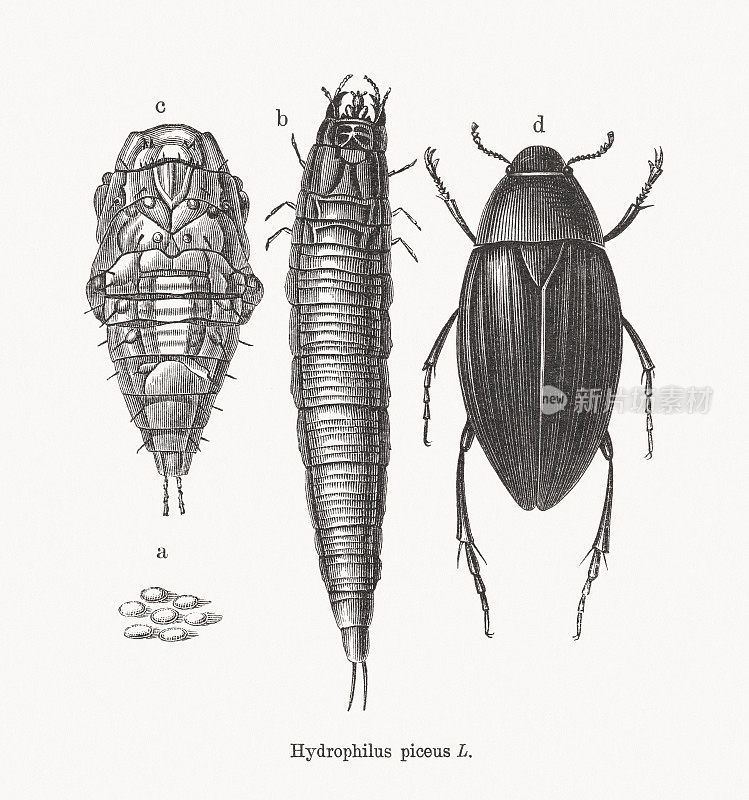 水食虫甲虫，木刻，1893年出版
