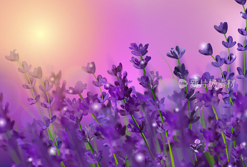 紫色的薰衣草场。花儿、薰衣草和夕阳闪闪发光。盛开的紫罗兰芬芳的薰衣草花。插图与香水，保健产品，婚礼。法国。矢量图