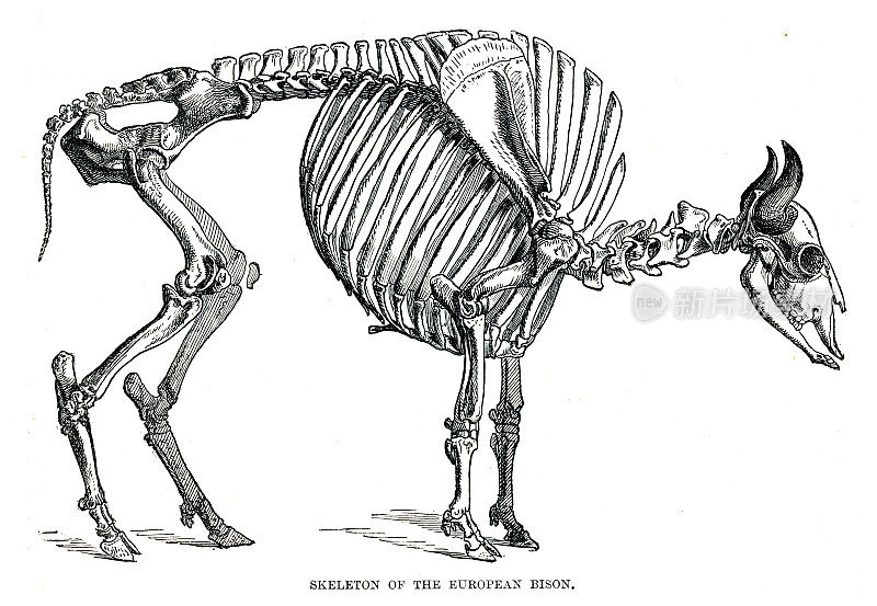 1896年雕刻的欧洲野牛骨架