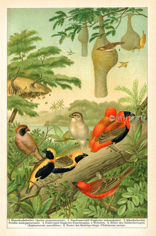 织女科鸟类的雀形鸟画1895