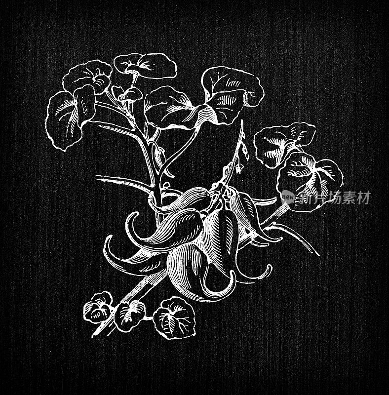 植物学蔬菜植物古董雕刻插画:长爪(魔爪、魔角、羊角、独角兽植物)