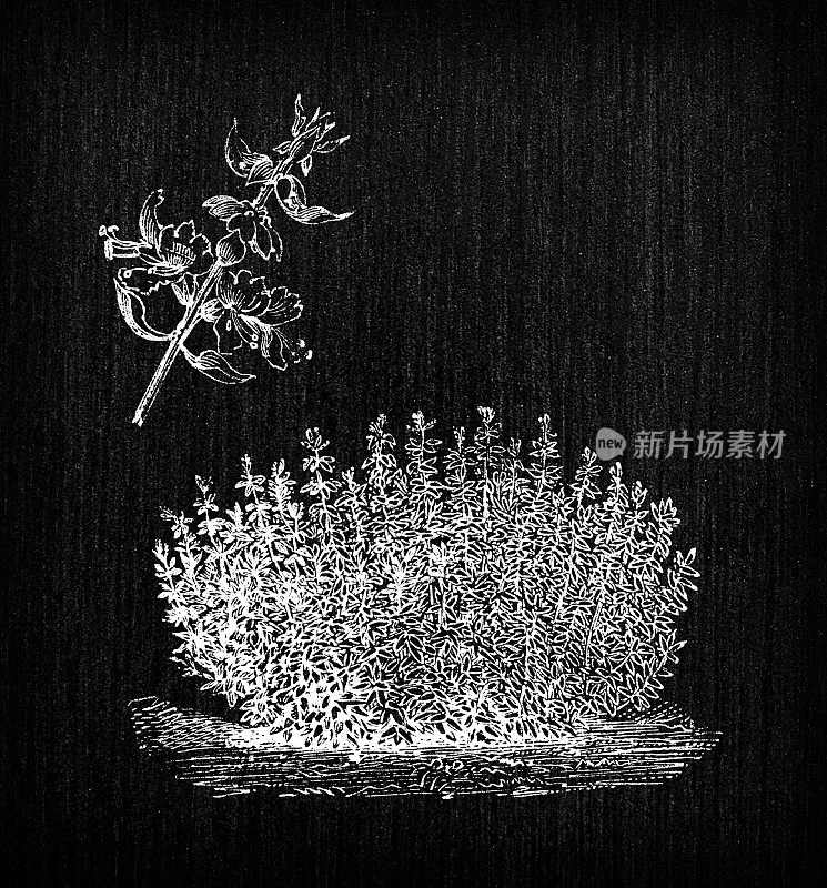 植物学蔬菜植物仿古雕刻插图:罗勒