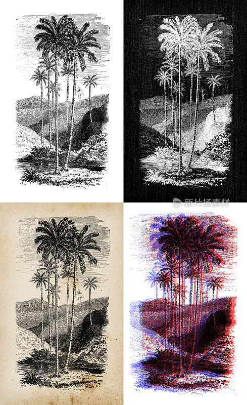 古董植物学插图:蜡树、蜡棕榈
