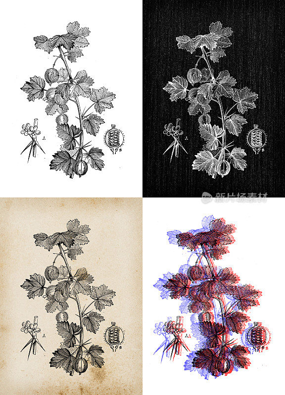 古代植物学插图:醋栗，木贼，木贼