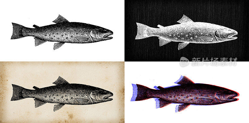 古董动物插图:鳟鱼