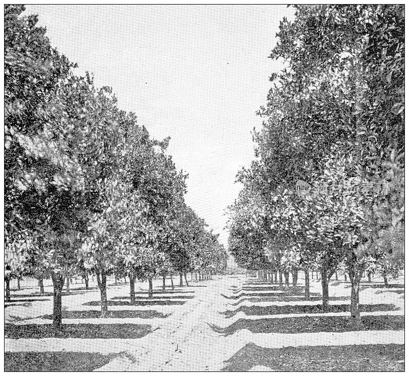 古色古香的加州旅行照片:帕萨迪纳的橘子林