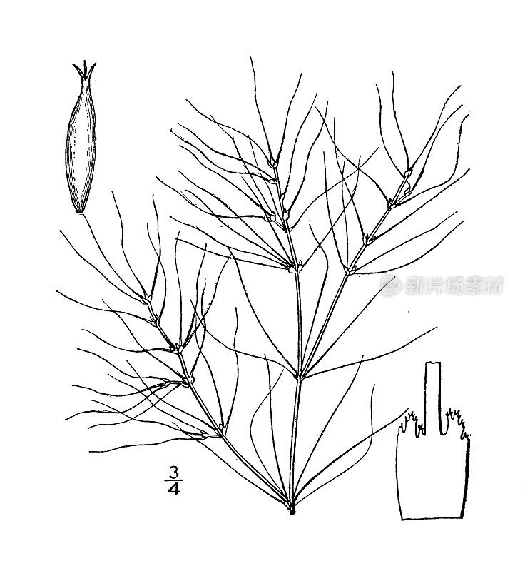 古植物学植物插图:奈阿丝