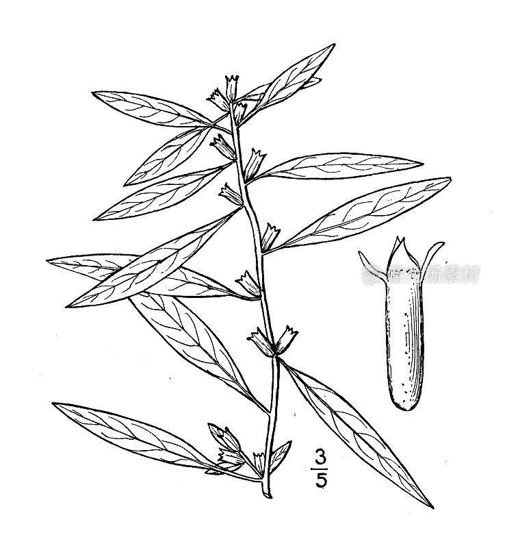 古植物学植物插图:路德维希亚，柱状果路德维希亚