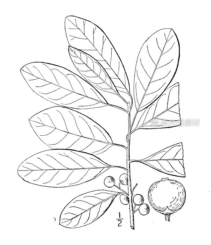 古植物学植物插图:冬青、冬青