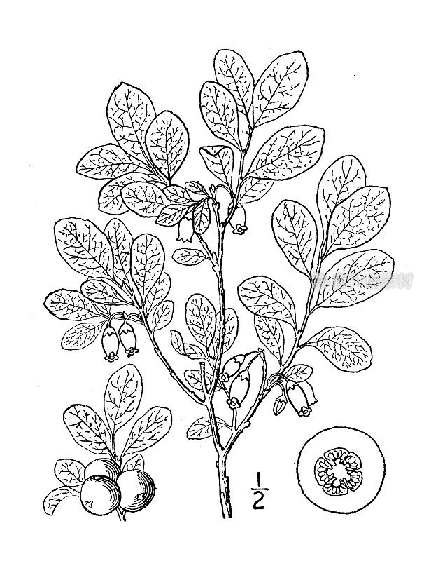 古植物学植物插图:越橘，大越橘