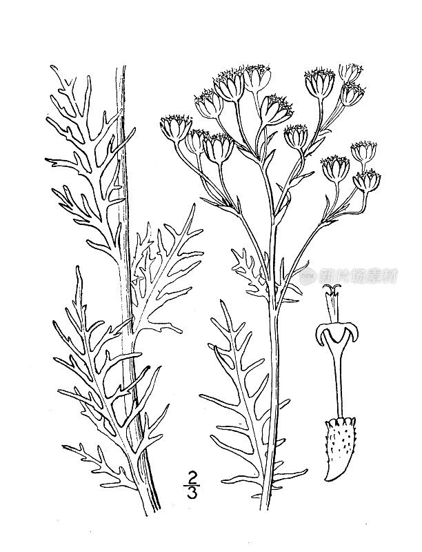 古植物学植物插图:膜翅目，平滑的白色膜翅目