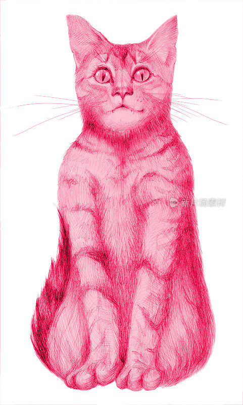 插图铅笔画人像坐在白色背景上的猫