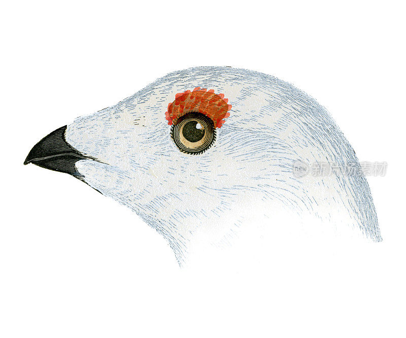 柳雷鸟头水彩平版1874年