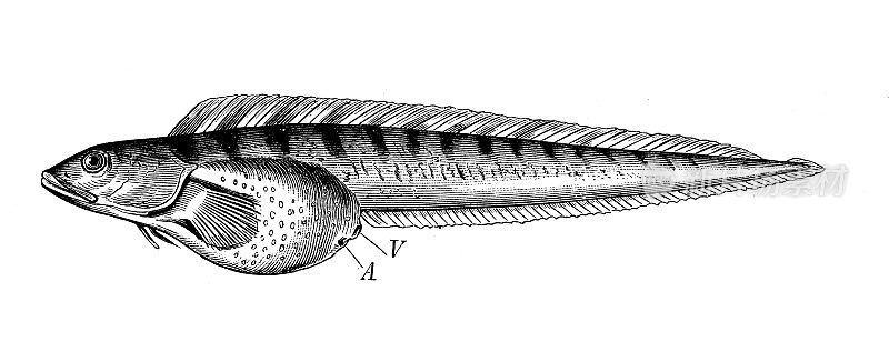 古代生物动物学图像:胎生虫、鳗