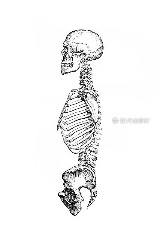 人类骨骼
