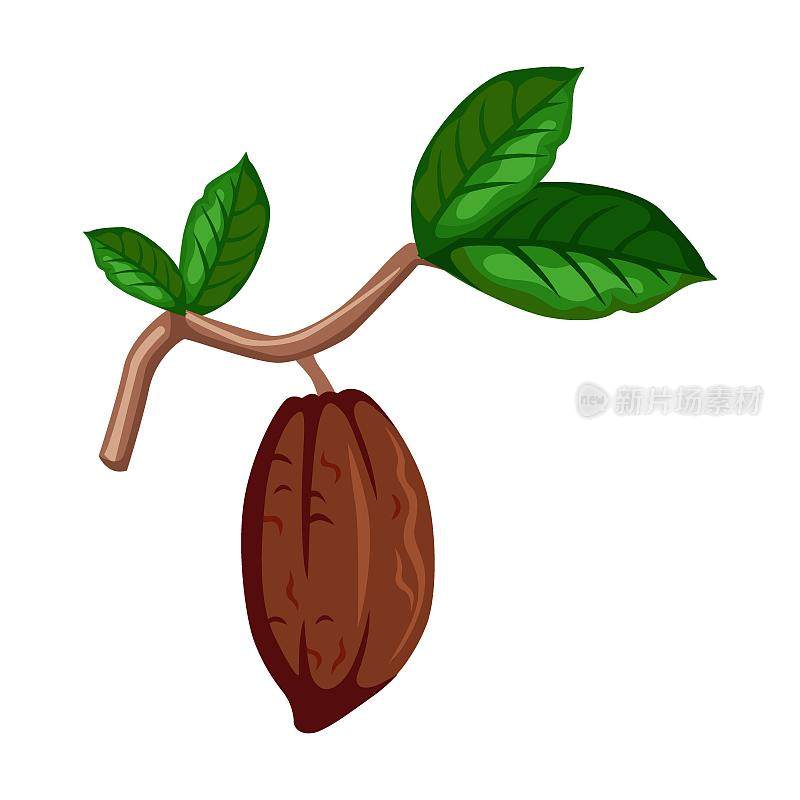 可可豆卡通插画。有叶子的可可豆切成两半，巧克力单独放在白色的巧克力上