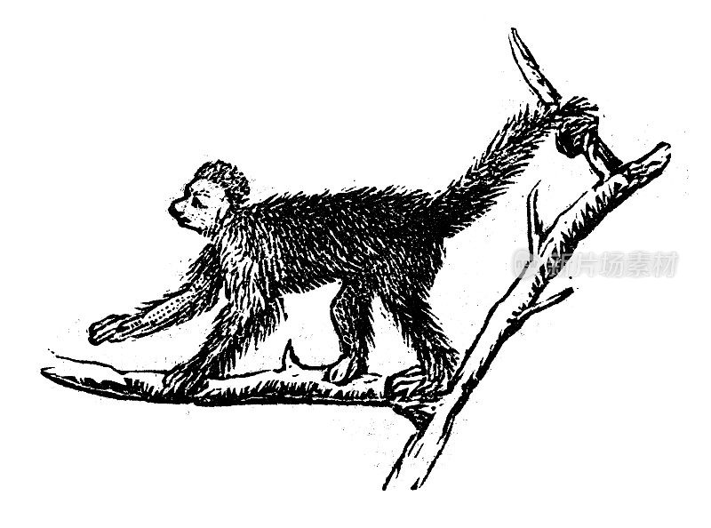 古董雕刻插图:绢毛猴