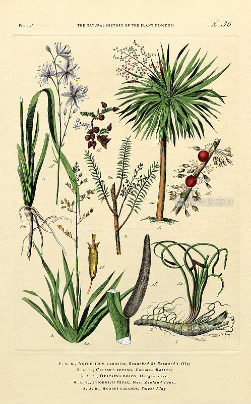 植物王国的历史，维多利亚植物插图，36版，大约1853年