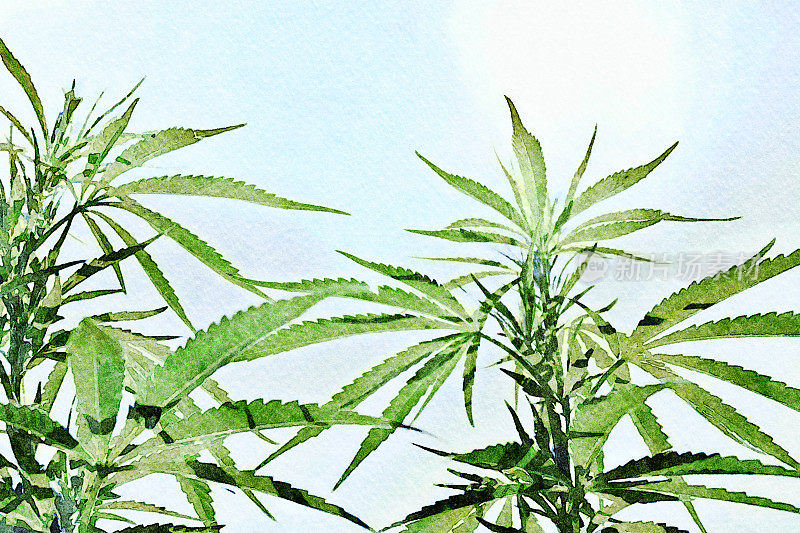大麻植物的水彩插图
