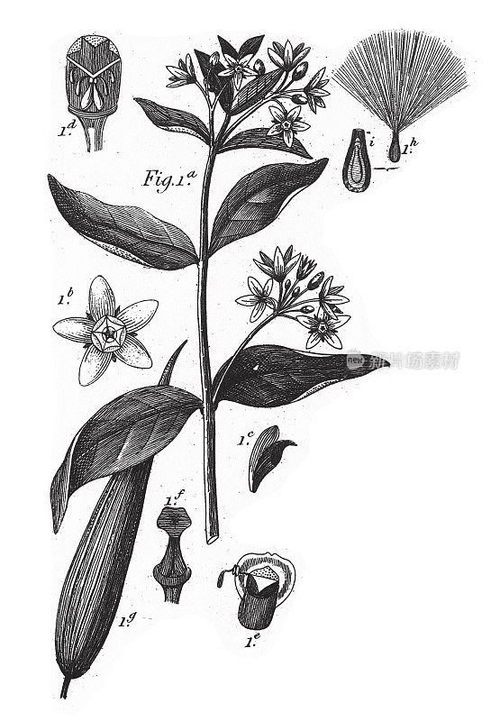 白白菜，植物与树脂或乳白色树液雕刻古董插图，出版1851年