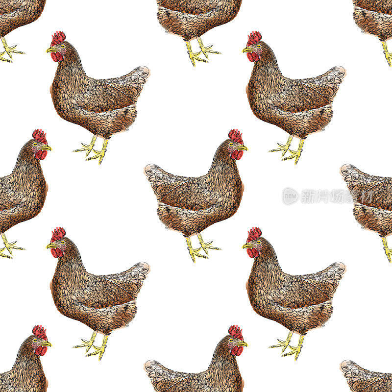 鸡无缝模式矢量插图在水彩和墨水