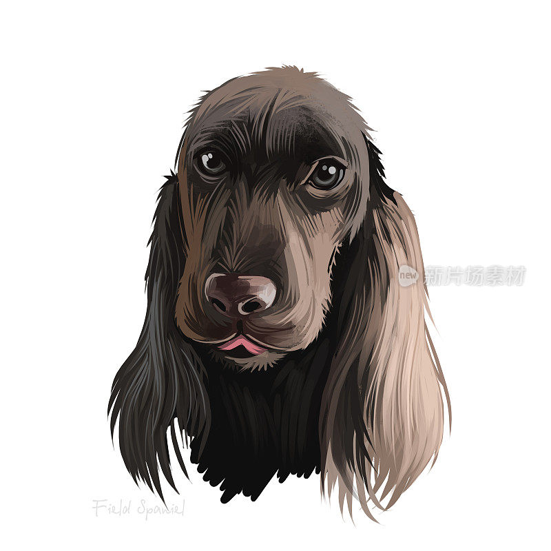 田野猎犬，田野犬数字艺术插图孤立在白色背景。英国起源的运动，枪狗。可爱的宠物手绘肖像。图形剪辑艺术设计的网页，打印，艺术品。