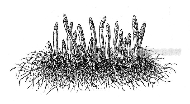蔬菜园芦笋麻雀草插图1897