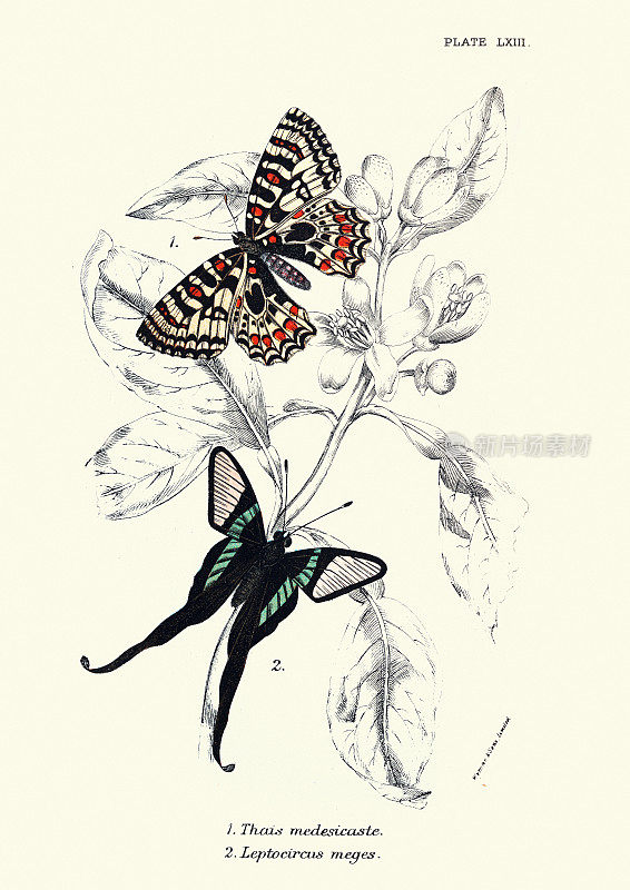 蝴蝶，泰国科西卡斯特，虫，野生动物蝴蝶艺术