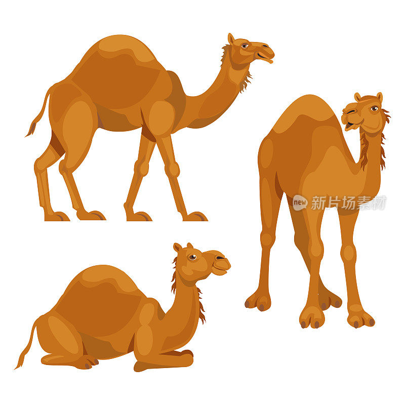 设置三个骆驼
