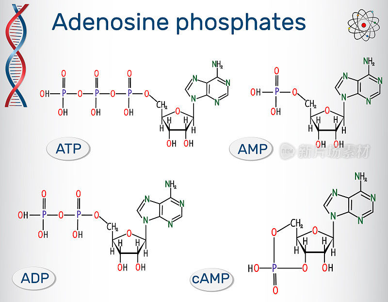 腺苷磷酸核苷酸:腺苷一磷酸(AMP)，腺苷二磷酸(ADP)，腺苷三磷酸(ATP)，环腺苷一磷酸(cAMP)。构建核酸的基石