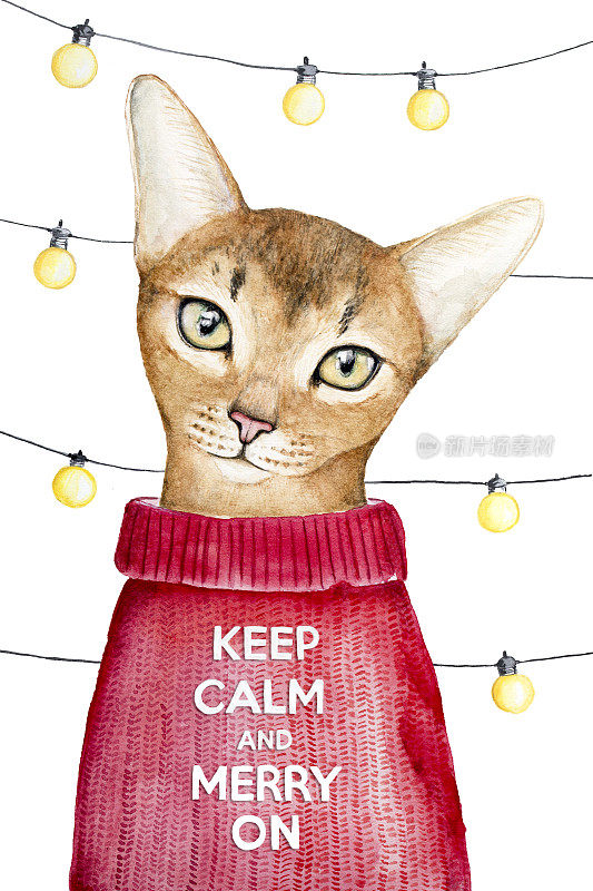 保持冷静和快乐的创意海报与一个可爱的阿比西尼亚猫在羊毛红色圣诞毛衣的特写肖像。