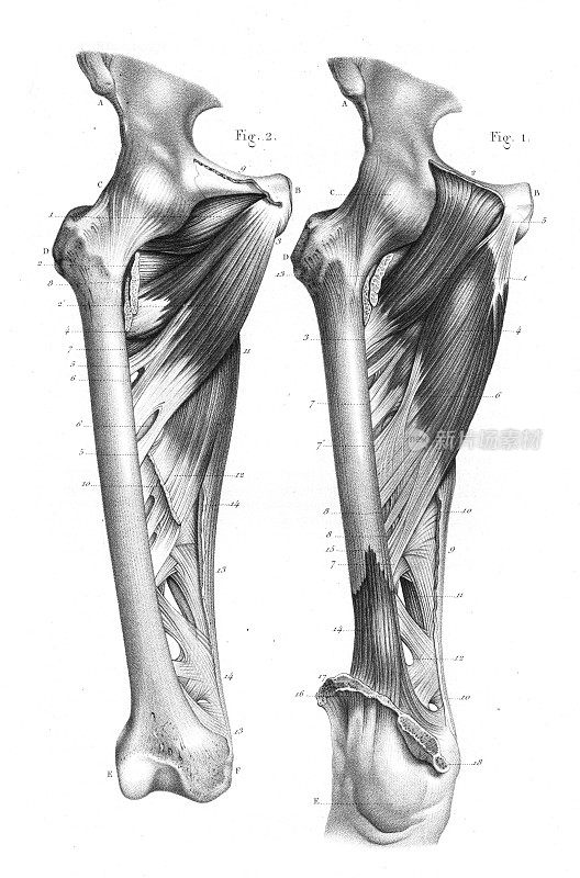 股骨解剖雕刻1866年