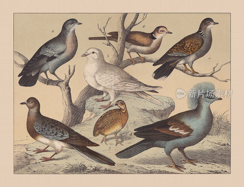 鸽子(鸽科)，手工彩色平版印刷，1882年出版