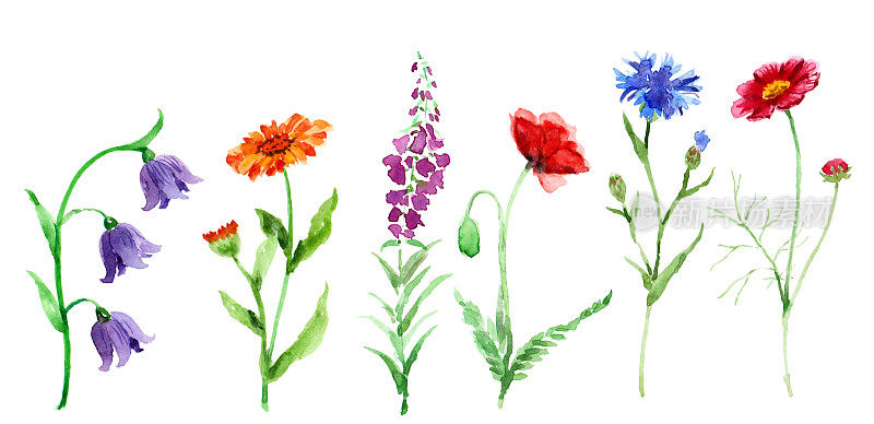 水彩画花孤立在白色上。蓝铃花，风铃花，红罂粟花，蓝色矢车菊，盛开的莎莉。