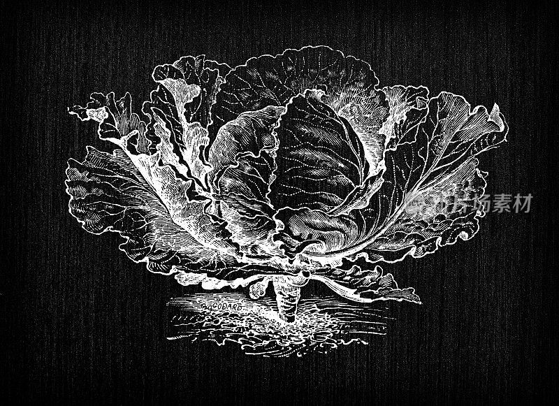 植物学蔬菜植物仿古雕刻插图:大白菜