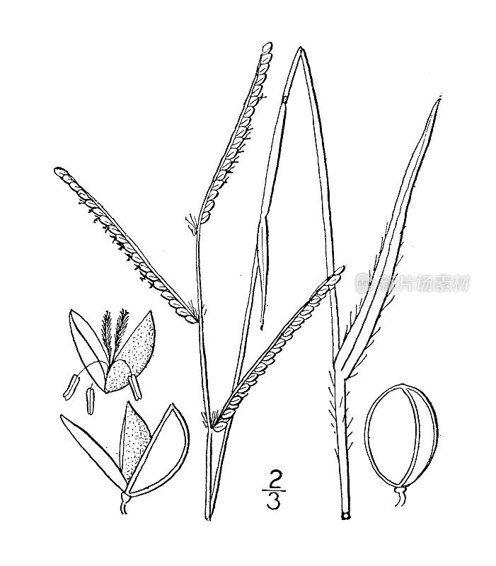 古植物学植物插图:雀稗、野雀稗