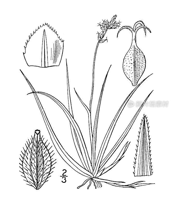 古植物学植物插图:苔草，低北方莎草